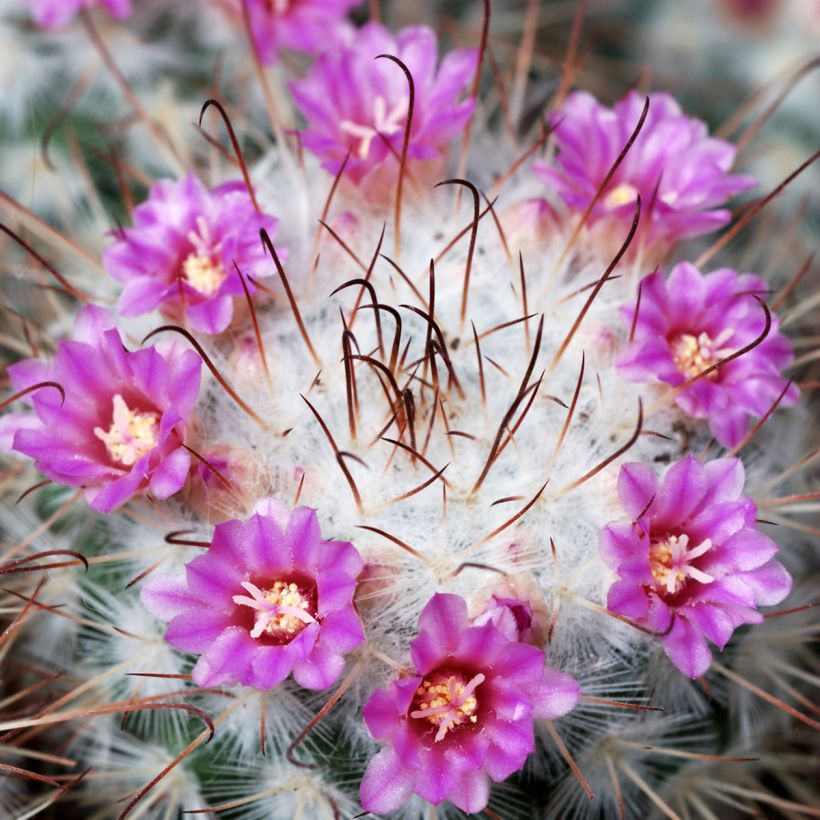 Kaktus - Mammillaria bombycina (Blüte)