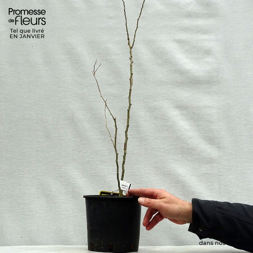 Exemplar von Caesalpinia gilliesii - Paradiesvogelbusch Topf mit 2L/3L wie im Winter geliefert