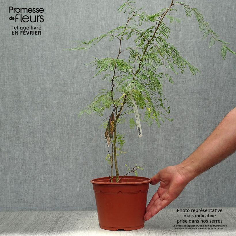 Exemplar von Caesalpinia gilliesii - Paradiesvogelbusch Topf mit 2L/3L wie im Herbst geliefert