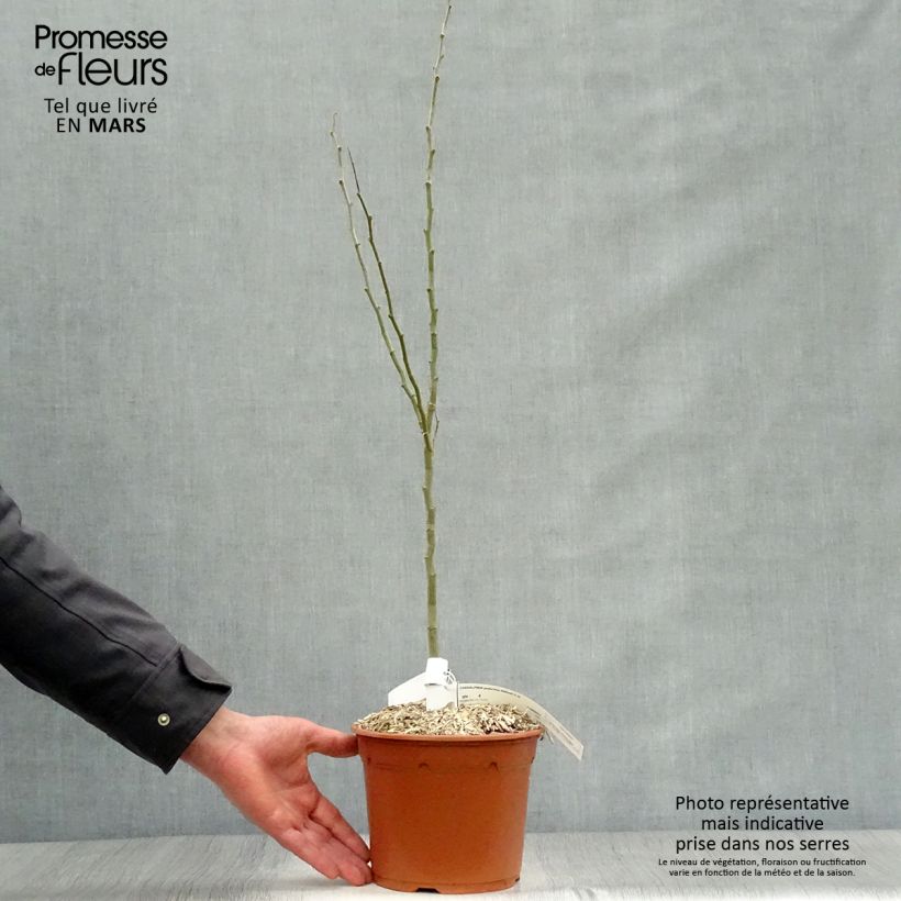 Exemplar von Caesalpinia gilliesii - Paradiesvogelbusch Topf mit 2L/3L wie im Frühjahr geliefert