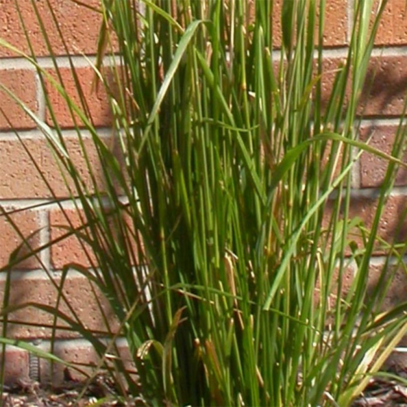 Calamagrostis acutiflora Karl Foerster - Reitgras (Laub)