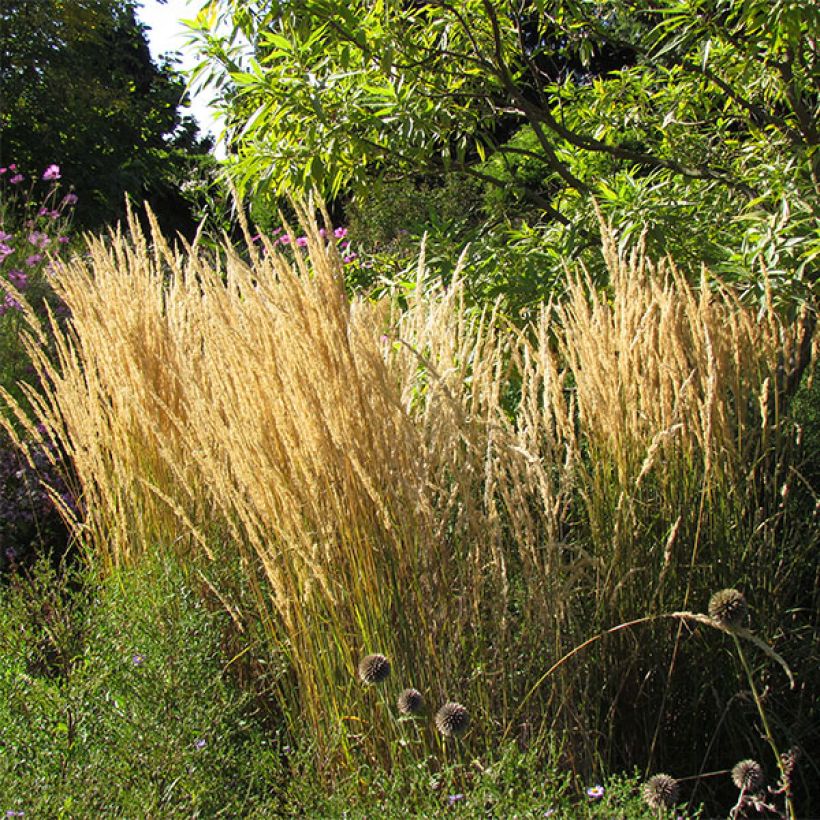 Calamagrostis acutiflora Karl Foerster - Reitgras (Blüte)