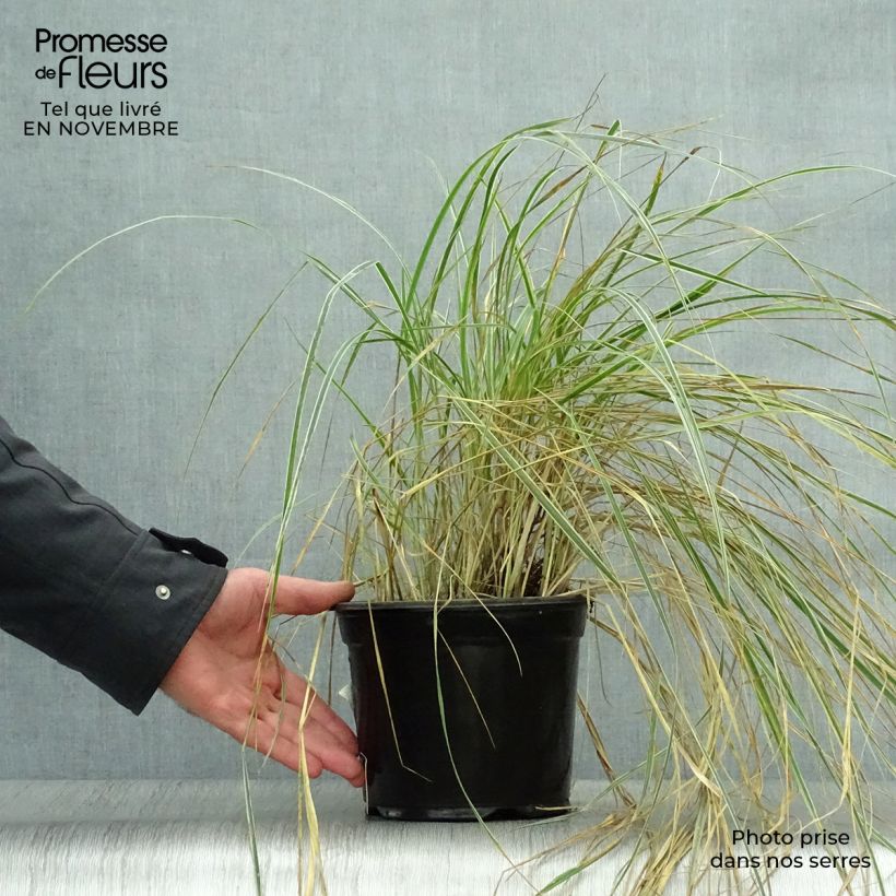Exemplar von Calamagrostis acutiflora Overdam - Reitgras Topf mit 2L/3L wie im Herbst geliefert