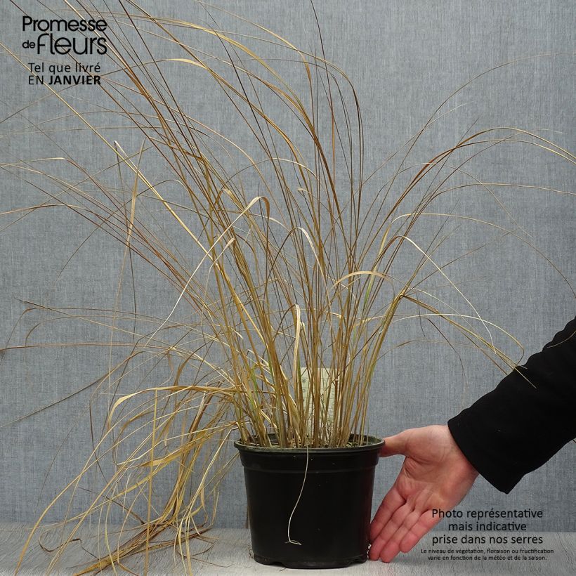 Exemplar von Calamagrostis acutiflora Overdam - Reitgras Topf mit 2L/3L wie im Winter geliefert