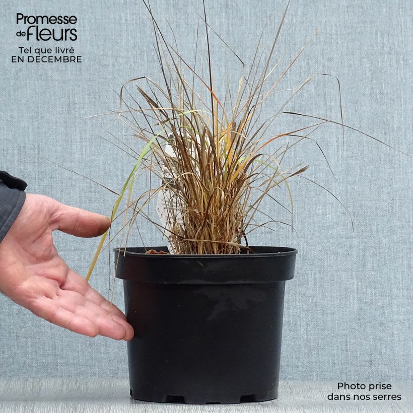 Exemplar von Calamagrostis brachytricha - Diamantgras Topf mit 3L/4L wie im Winter geliefert