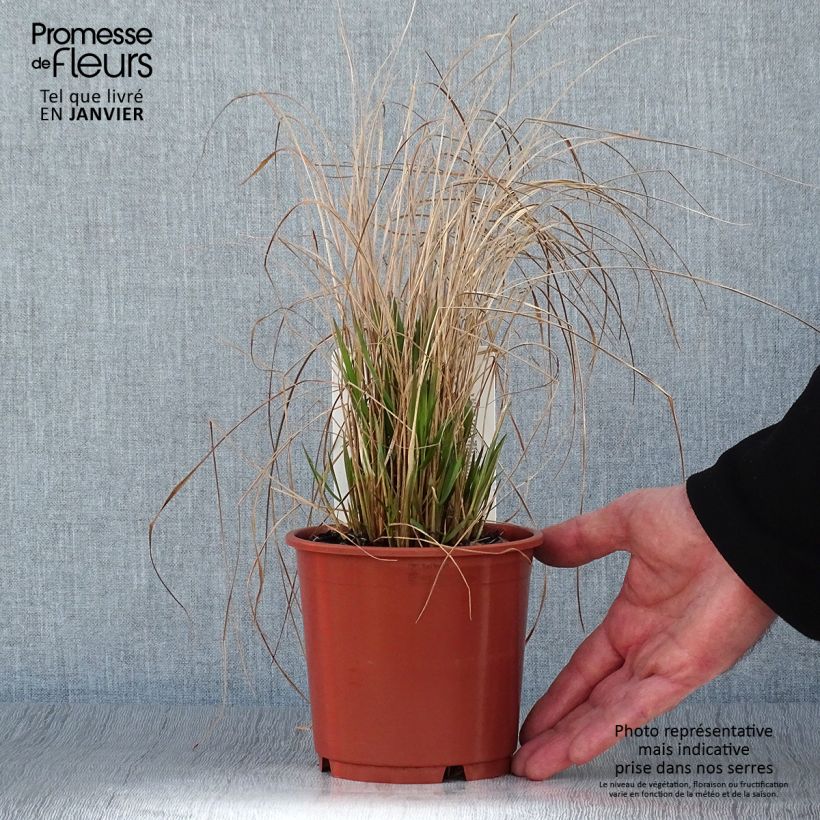 Exemplar von Calamagrostis brachytricha - Diamantgras Topf mit 1L/1,5L wie im Winter geliefert