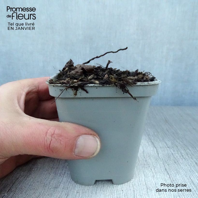 Exemplar von Großblütige Bergminze - Calamintha grandiflora Kleine Töpfe von 8/9 cm wie im Winter geliefert