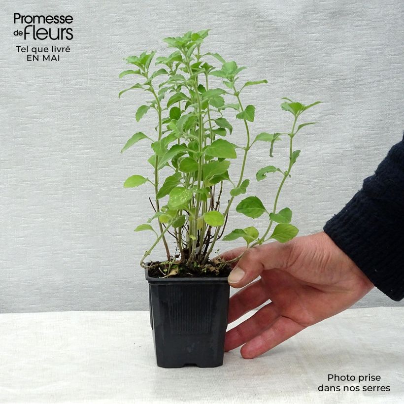 Exemplar von Kleine Bergminze - Calamintha nepeta Kleine Töpfe von 8/9 cm wie im Frühjahr geliefert