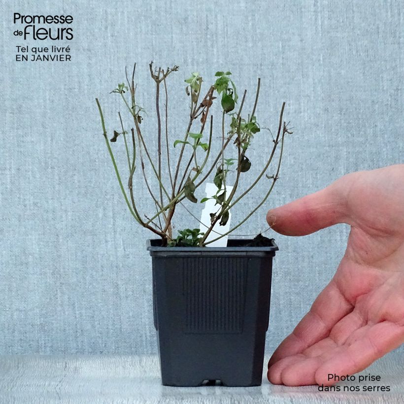 Exemplar von Kleine Bergminze - Calamintha nepeta Kleine Töpfe von 8/9 cm wie im Winter geliefert