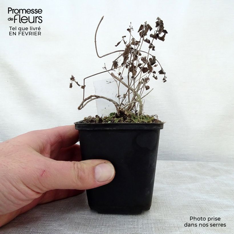 Exemplar von Calamintha nepeta Weisser Riese - Kleine Bergminze Kleine Töpfe von 8/9 cm wie im Winter geliefert