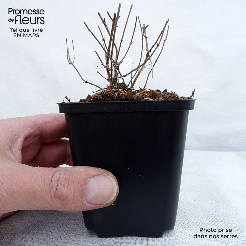 Exemplar von Calamintha nepeta White Cloud - Kleine Bergminze Kleine Töpfe von 8/9 cm wie im Winter geliefert