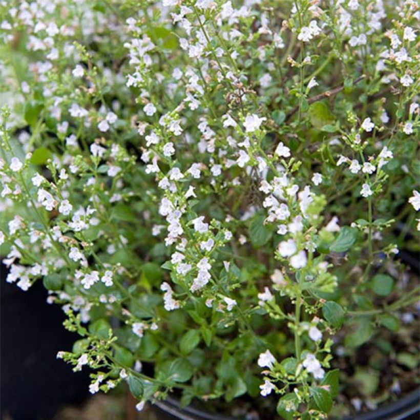 Calamintha sylvatica Menthe - Wald-Bergminze (Hafen)