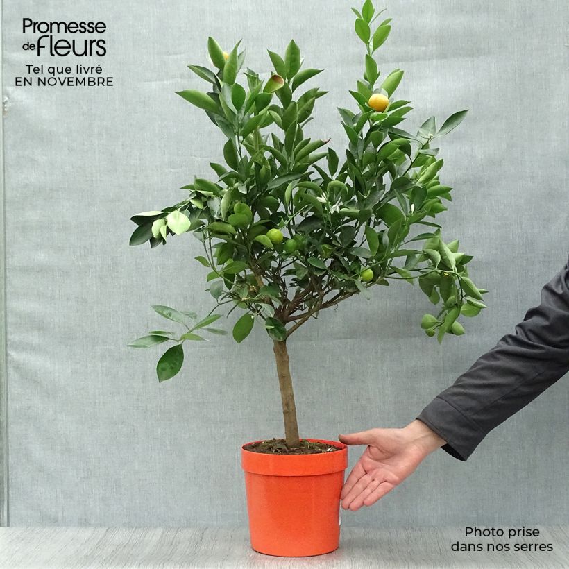 Exemplar von Calamondin - Citrus madurensis Topf mit 4L/5L, 1/4 Stängel wie im Herbst geliefert