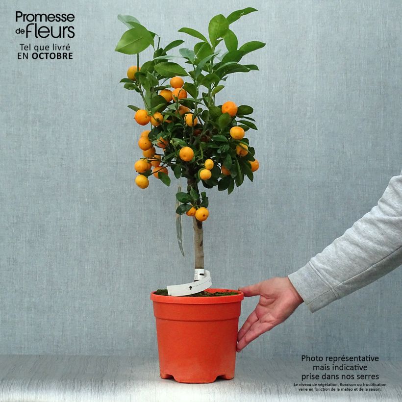 Exemplar von Calamondin - Citrus madurensis Topf mit 6L/7L wie im Herbst geliefert