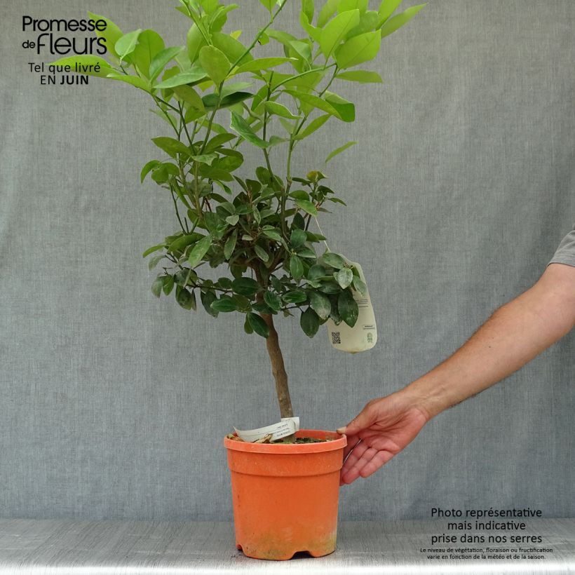 Exemplar von Calamondin - Citrus madurensis Topf mit 6L/7L, Stamm wie im Sommer geliefert