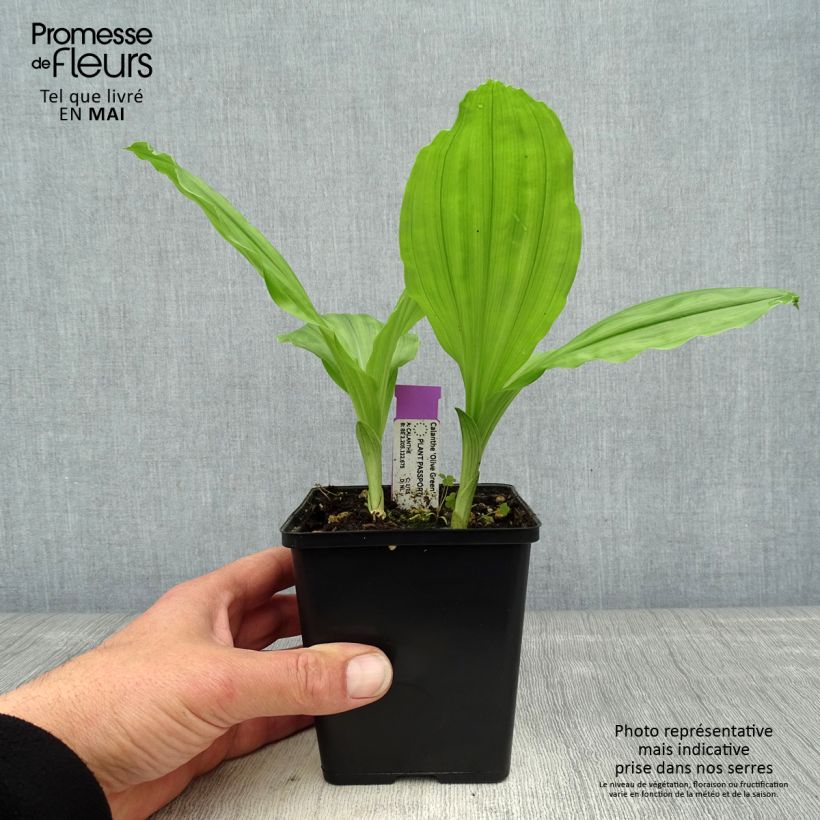 Exemplar von Calanthe Olive Green - Gartenorchidee Topf mit 1,5L/2L wie im Frühjahr geliefert