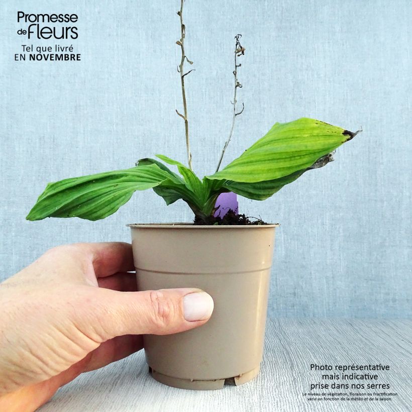 Exemplar von Calanthe reflexa - Gartenorchidee Topf mit 1,5L/2L Kaliber/Größe I wie im Herbst geliefert
