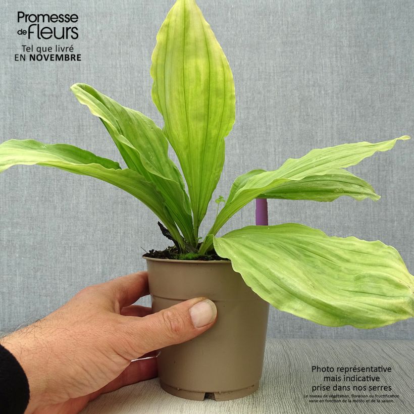 Exemplar von Calanthe sieboldii - Gartenorchidee Topf mit 1L/1,5L wie im Herbst geliefert