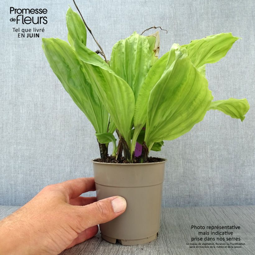 Exemplar von Calanthe sieboldii - Gartenorchidee Topf mit 1L/1,5L wie im Sommer geliefert