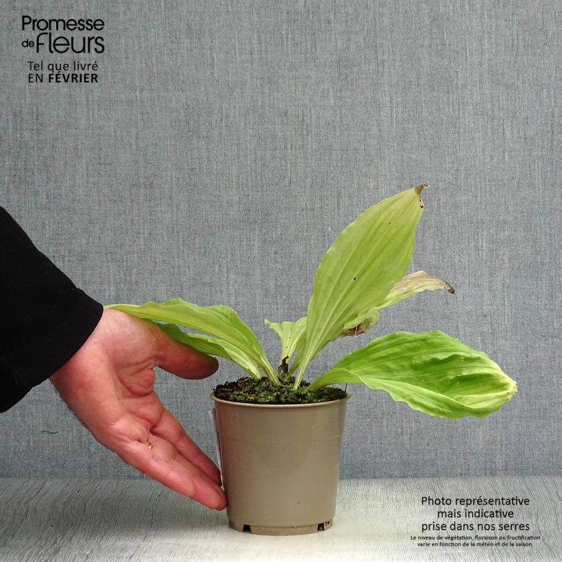 Exemplar von Calanthe sieboldii - Gartenorchidee Topf mit 1L/1,5L wie im Winter geliefert