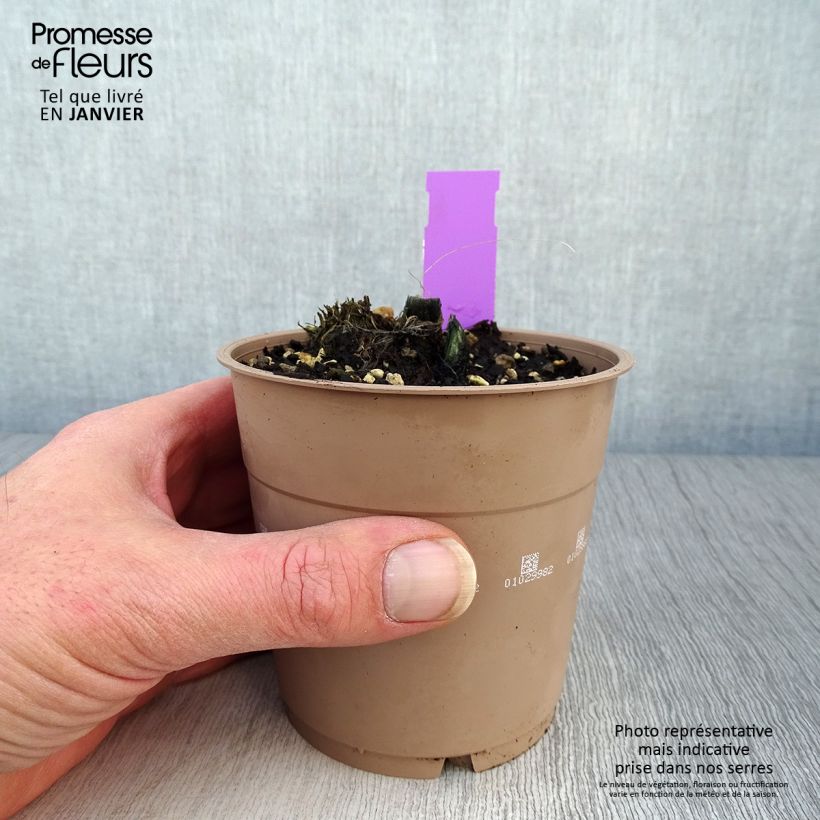 Exemplar von Calanthe tricarinata - Gartenorchidee Topf mit 1L/1,5L Kaliber/Größe I wie im Winter geliefert