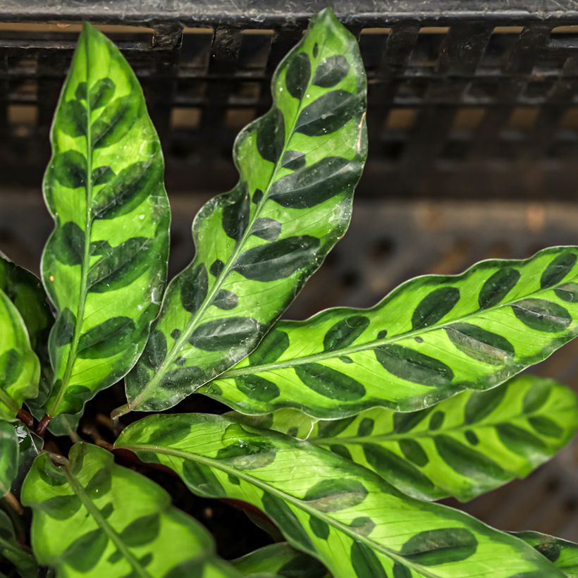 Calathea insignis - Korbmaranten (Laub)