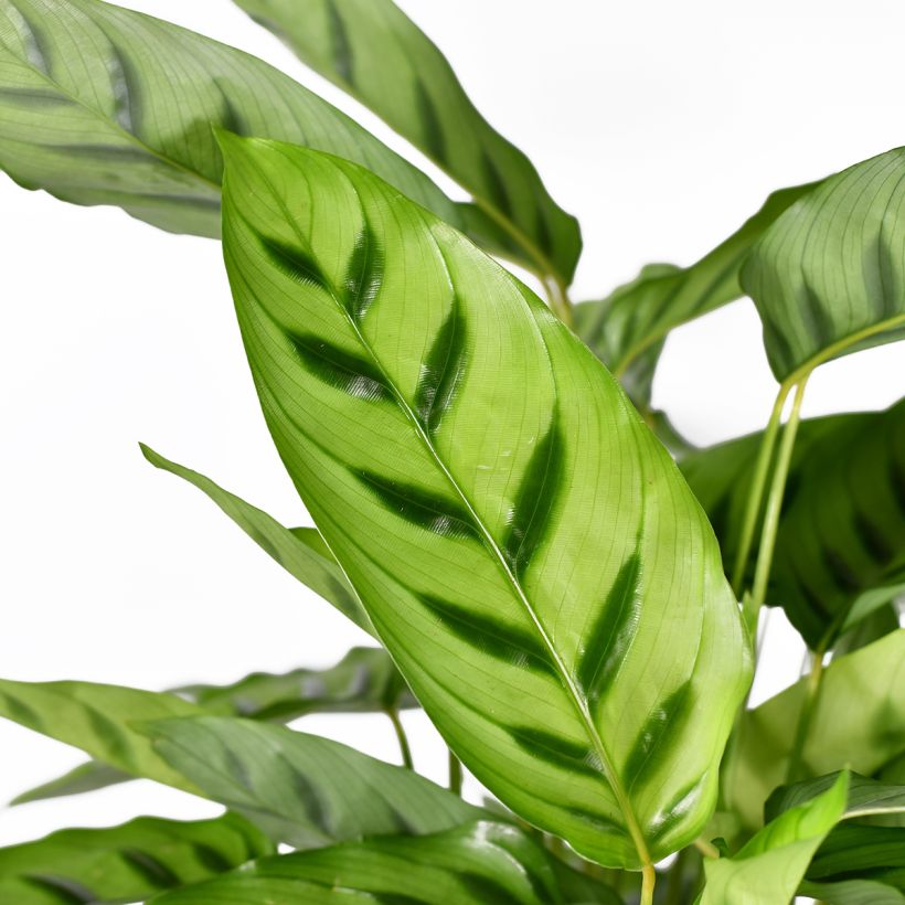 Calathea leopardina (Laub)