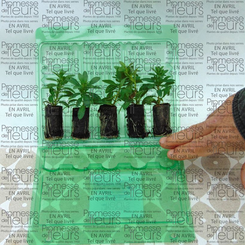 Beispiel eines Exemplars von Zauberglöckchen Chameleon Blueberry Scone - Calibrachoa Mini-Plug Ø 3/4 cm wie geliefert