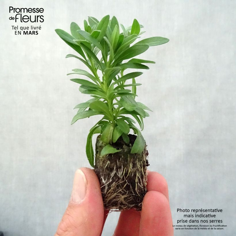 Exemplar von Zauberglöckchen Neo Double OrangeTastic - Calibrachoa Mini-Plug Ø 3/4 cm wie im Frühjahr geliefert