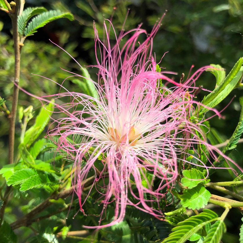 Calliandra surinamensis Dixie Pink - Rosa Puderquastenstrauch (Blüte)