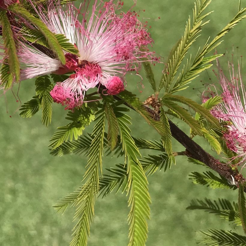 Calliandra surinamensis Dixie Pink - Rosa Puderquastenstrauch (Laub)
