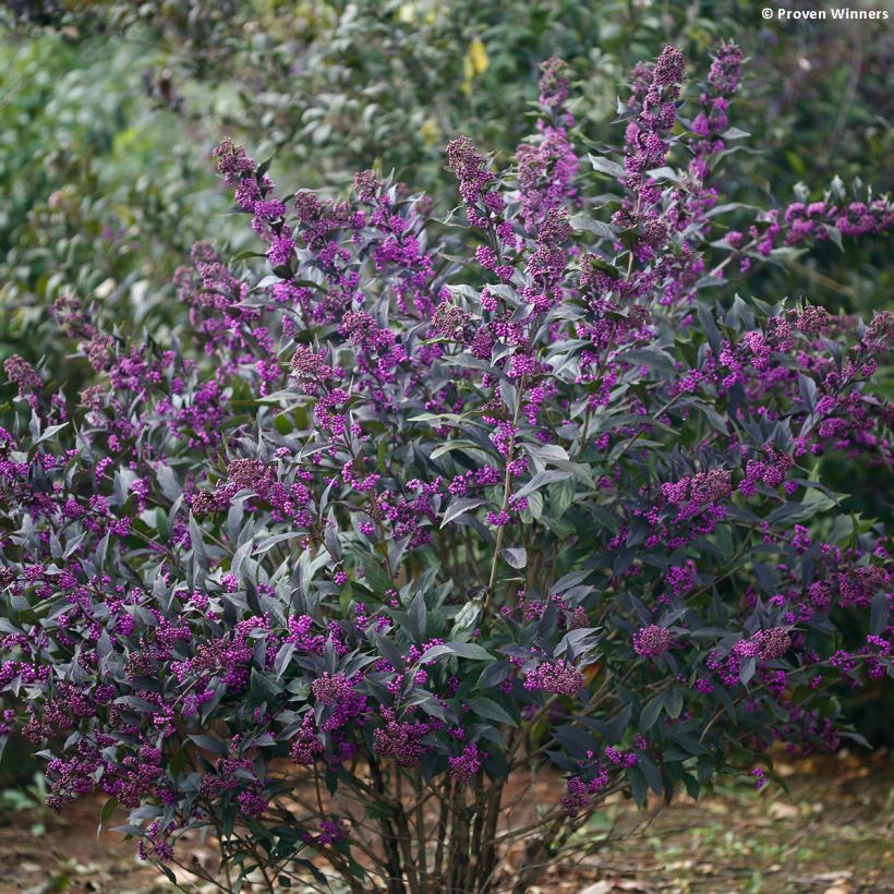 Liebesperlenstrauch Pearl Glam - Callicarpa bodinieri (Hafen)