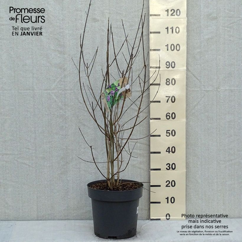 Exemplar von Liebesperlenstrauch Profusion - Callicarpa bodinieri Topf mit 12L/15L wie im Winter geliefert