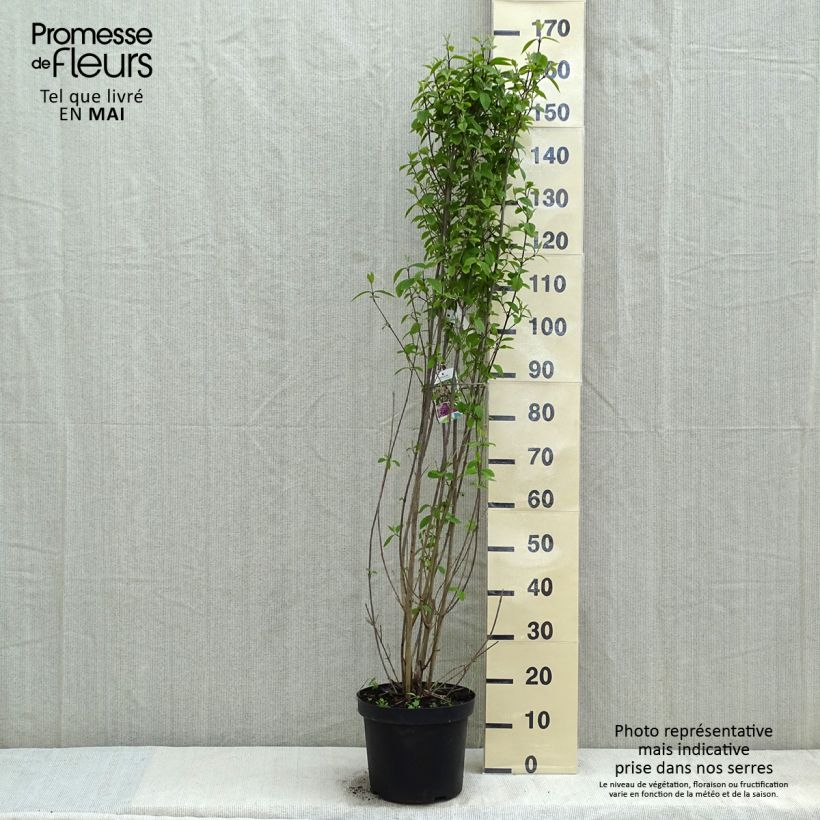 Exemplar von Liebesperlenstrauch Profusion - Callicarpa bodinieri Topf mit 12L/15L wie im Frühjahr geliefert