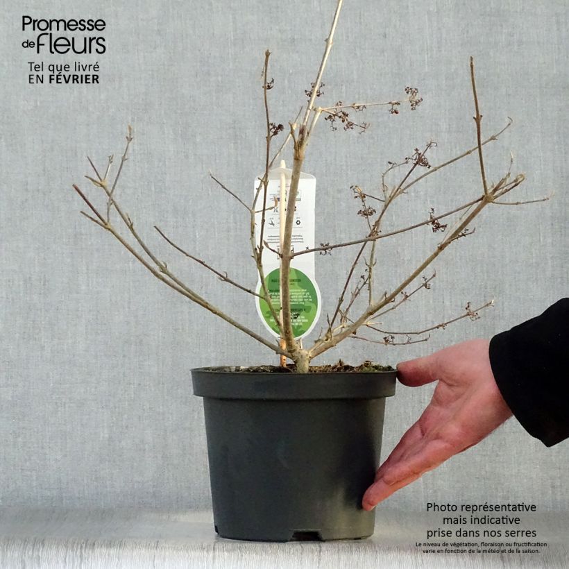 Exemplar von Liebesperlenstrauch Profusion - Callicarpa bodinieri Topf mit 2L/3L wie im Winter geliefert