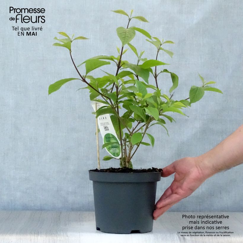 Exemplar von Liebesperlenstrauch Profusion - Callicarpa bodinieri Topf mit 2L/3L wie im Frühjahr geliefert