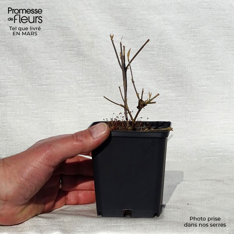 Exemplar von Liebesperlenstrauch Profusion - Callicarpa bodinieri Kleine Töpfe von 8/9 cm wie im Frühjahr geliefert