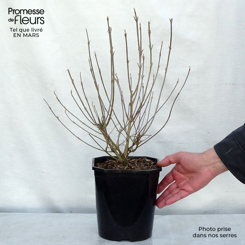 Exemplar von Japanische Schönfrucht - Callicarpa japonica Topf mit 4L/5L wie im Frühjahr geliefert