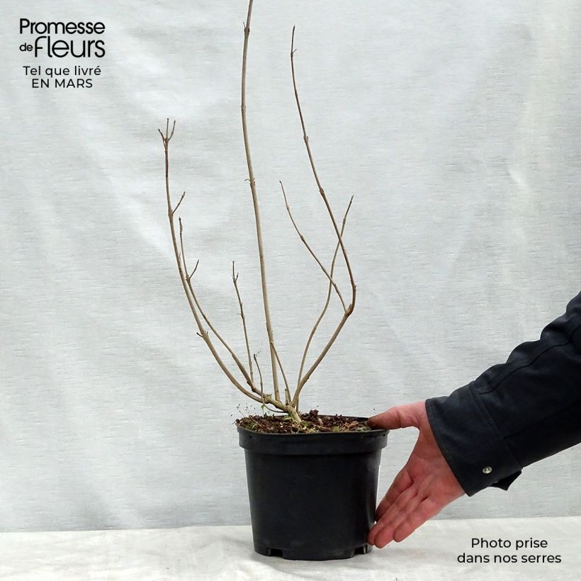 Exemplar von Herbstblühende Schönfrucht - Callicarpa kwangtungensis Topf mit 2L/3L wie im Frühjahr geliefert