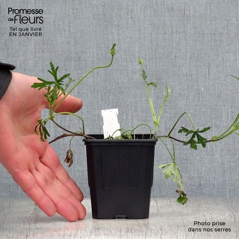 Exemplar von Callirhoe involucrata - Mohnmalve Kleine Töpfe von 8/9 cm wie im Winter geliefert