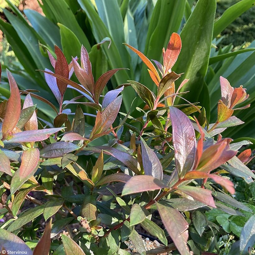 Callistemon citrinus Red rocket - Zylinderputzer (Laub)