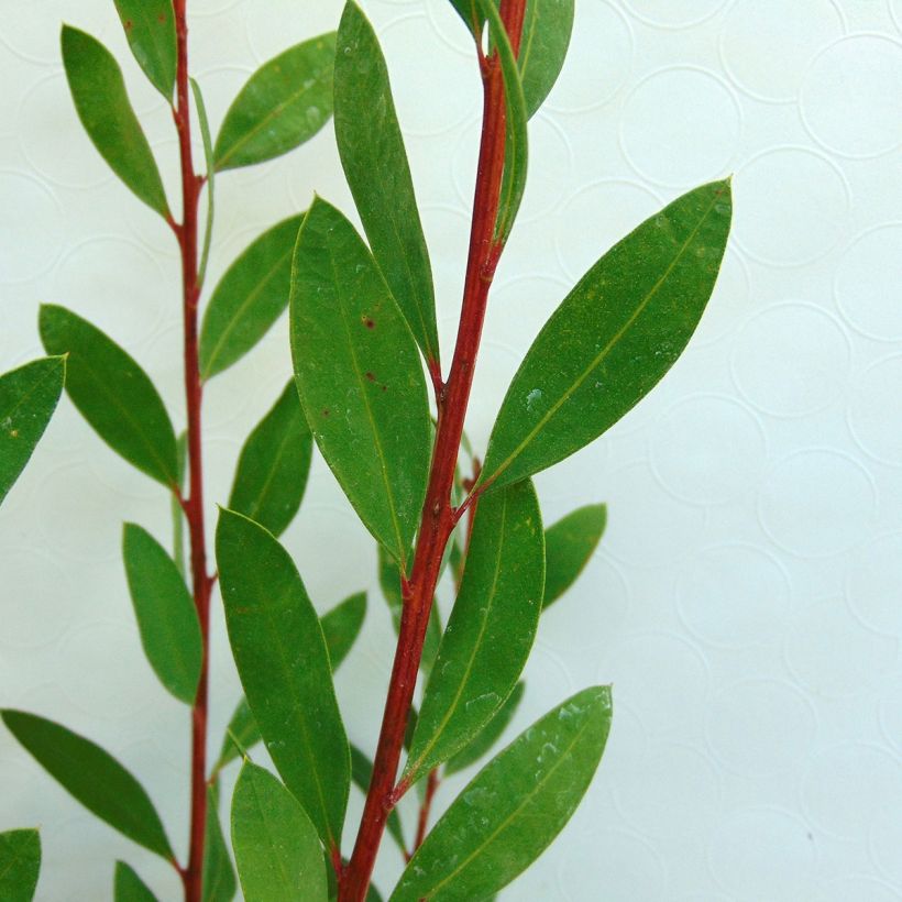 Callistemon citrinus Burgundy - Zylinderputzer (Laub)