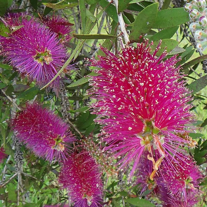 Callistemon citrinus Burgundy - Zylinderputzer (Blüte)