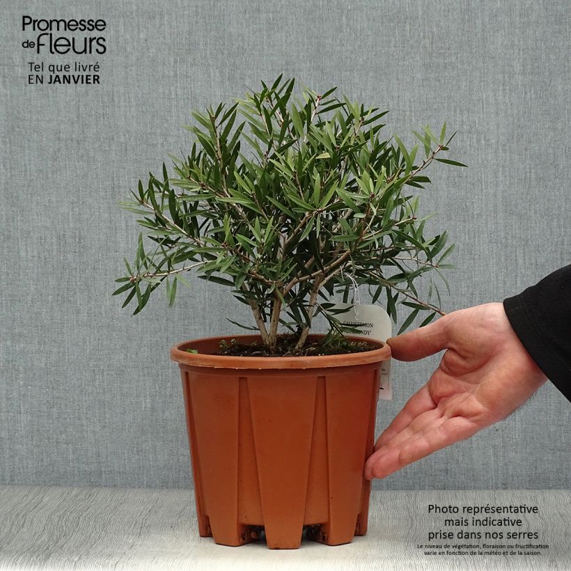 Exemplar von Callistemon citrinus Burgundy - Zylinderputzer Topf mit 3L/4L wie im Winter geliefert