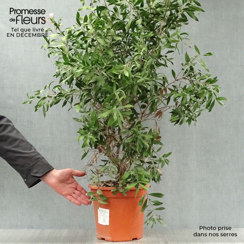 Exemplar von Callistemon citrinus Splendens - Zylinderputzer Topf mit 7,5L/10L wie im Winter geliefert