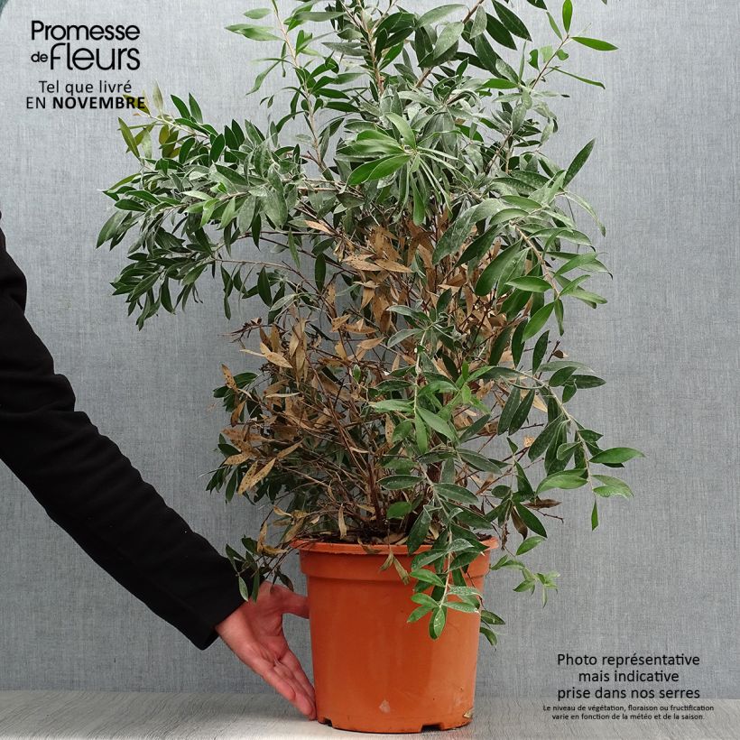 Exemplar von Callistemon citrinus Splendens - Zylinderputzer Topf mit 7,5L/10L wie im Herbst geliefert