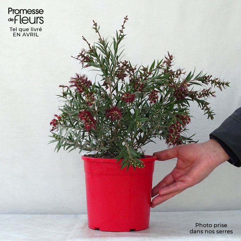 Exemplar von Callistemon masotti Mini Red - Zylinderputzer Topf mit 3L/4L, Strauch wie im Frühjahr geliefert