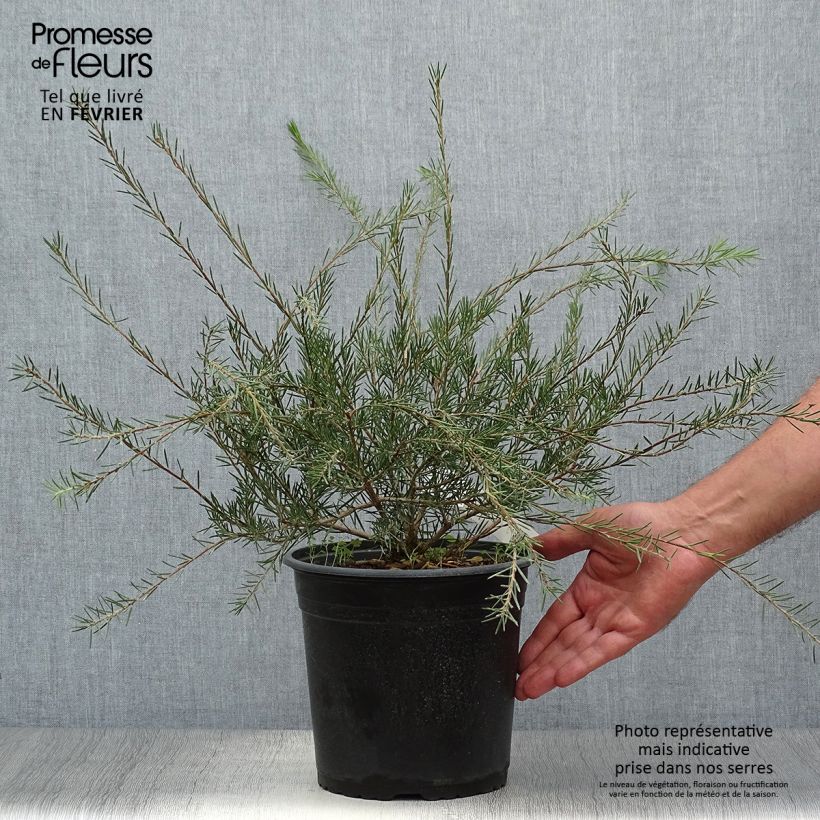 Exemplar von Callistemon pityoides Widdicomb Gem - Zylinderputzer Topf mit 4L/5L wie im Herbst geliefert