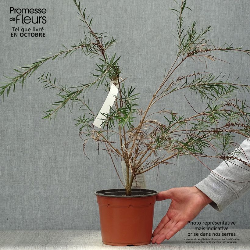 Exemplar von Callistemon rigidus - Zylinderputzer Topf mit 2L/3L wie im Herbst geliefert