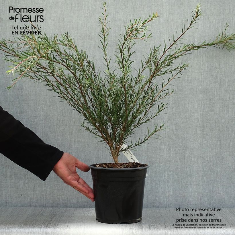 Exemplar von Callistemon rigidus - Zylinderputzer Topf mit 4L/5L wie im Herbst geliefert